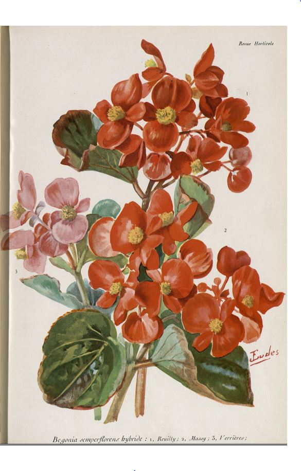 B. ‘Reuilly’
